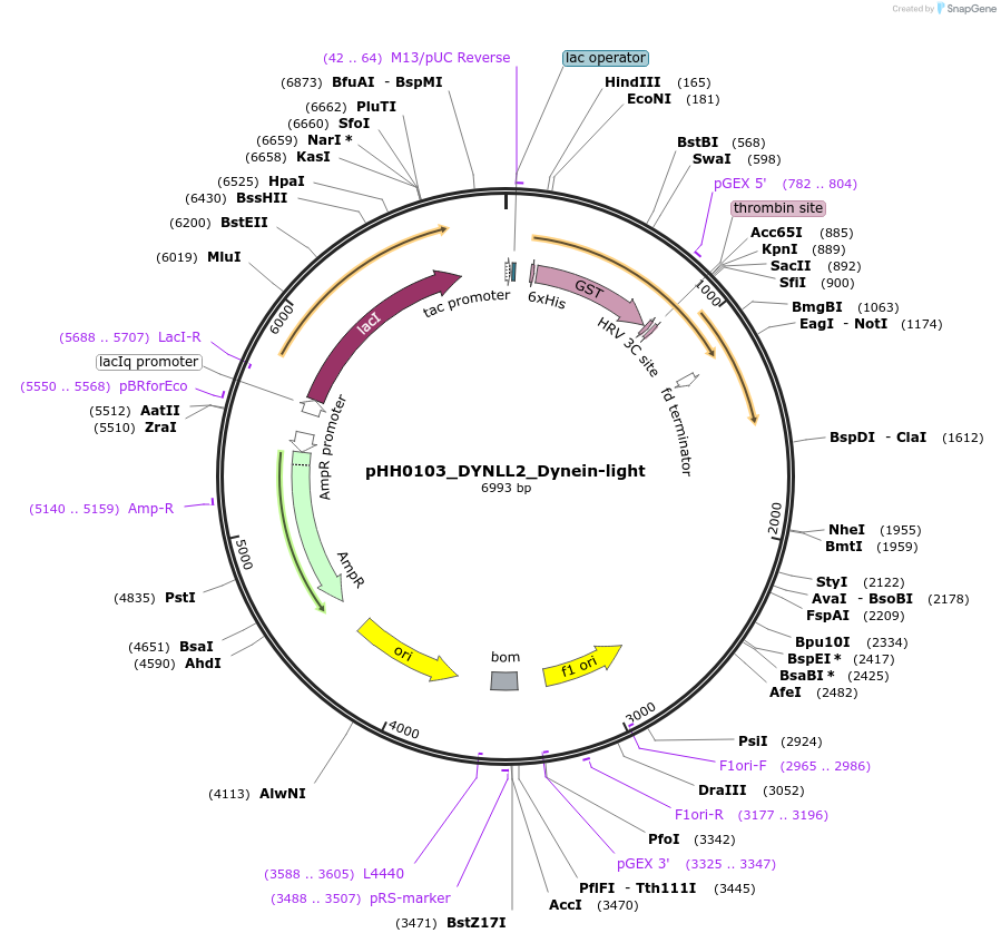 110005-plasmid-map-sequence-id-215913