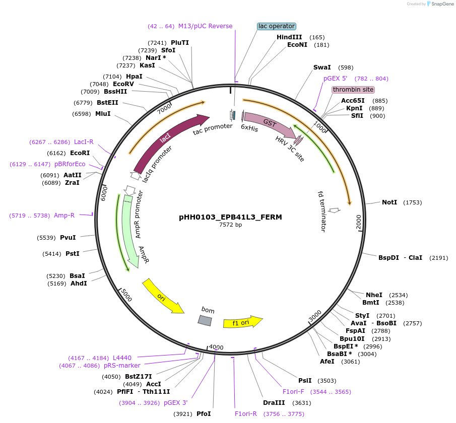 110011-plasmid-map-sequence-id-215921