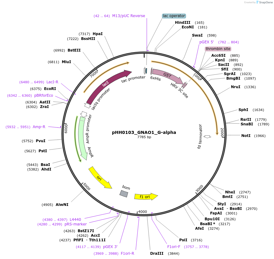 110013-plasmid-map-sequence-id-215924