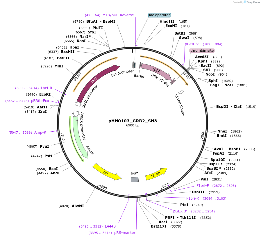 110015-plasmid-map-sequence-id-215927