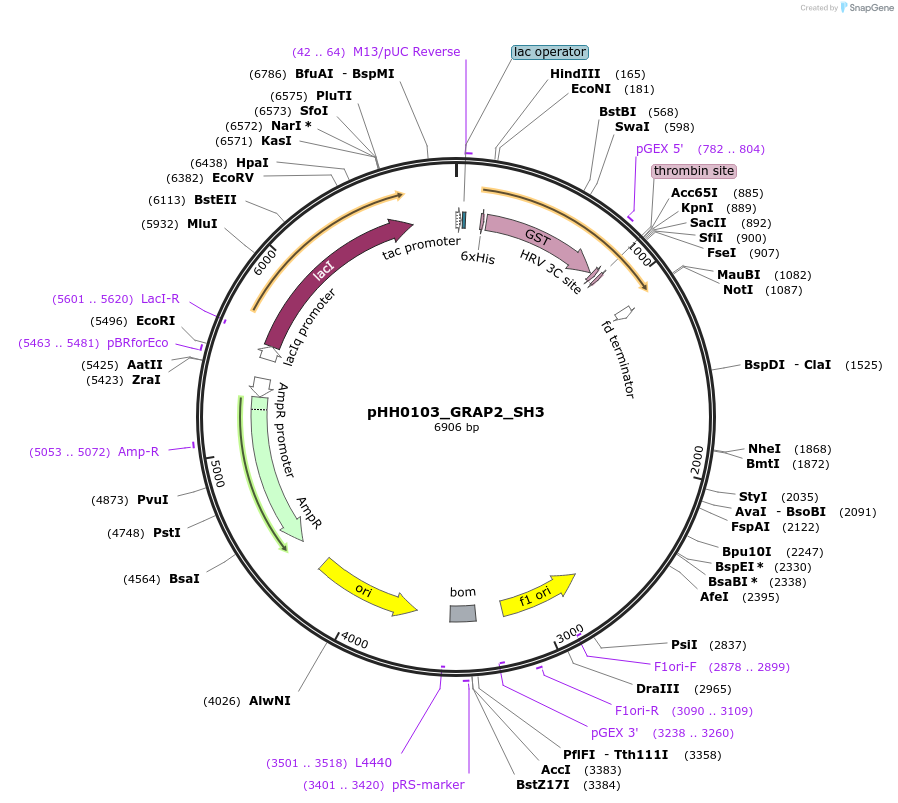 110016-plasmid-map-sequence-id-215928