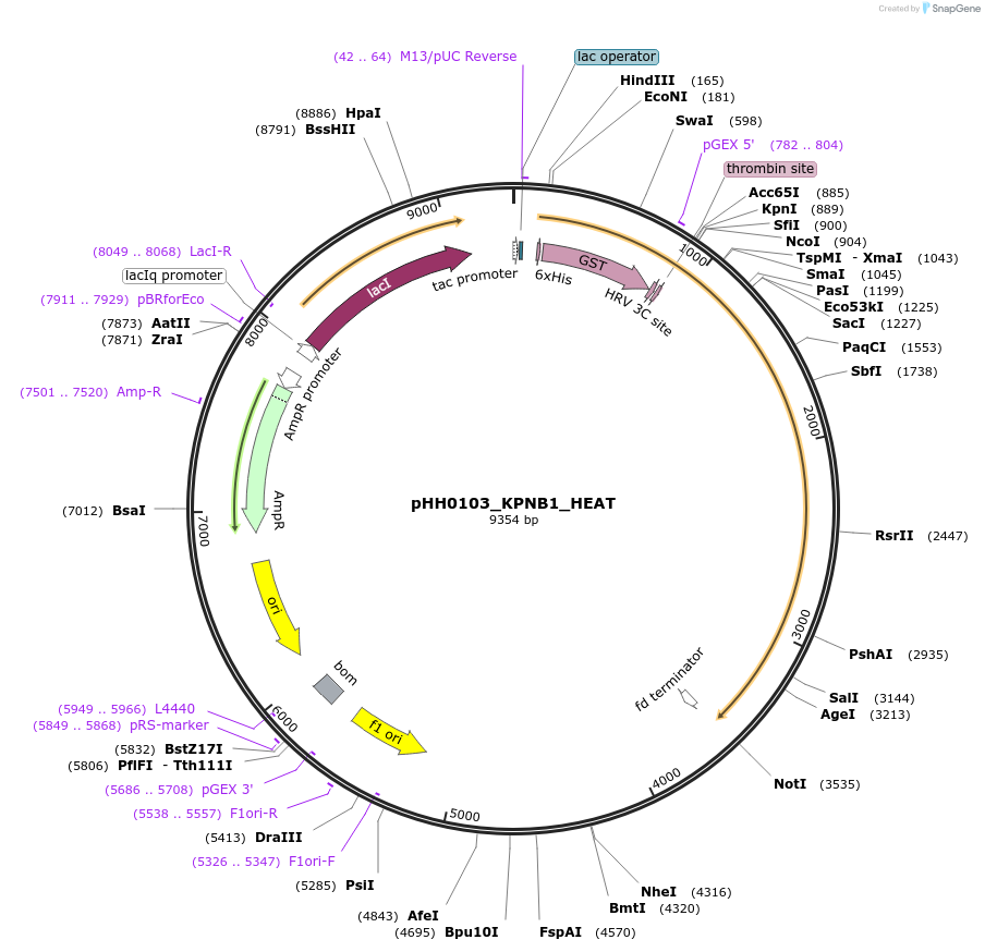 110017-plasmid-map-sequence-id-215929