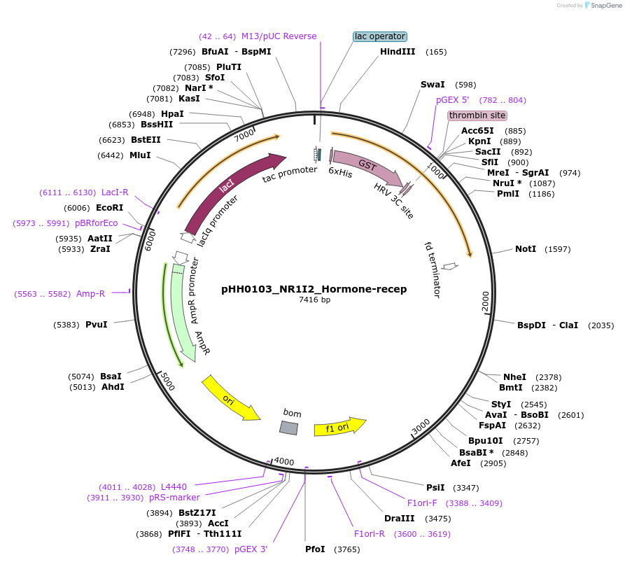 110020-plasmid-map-sequence-id-215930