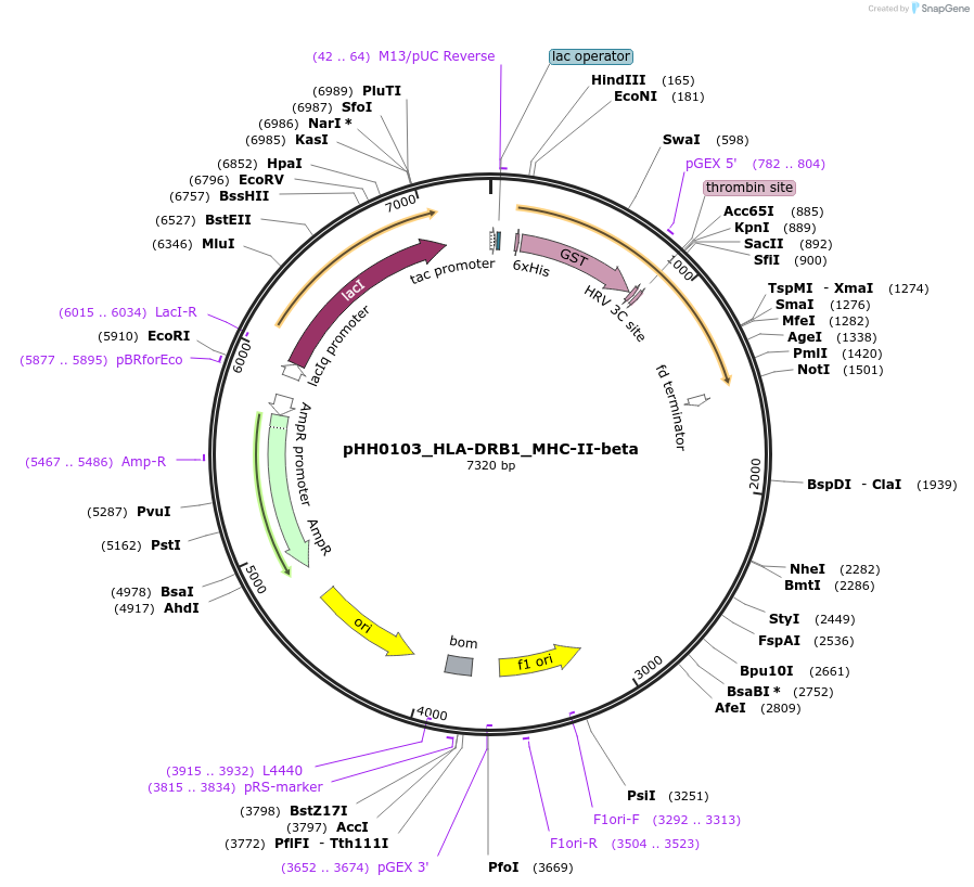 110021-plasmid-map-sequence-id-215933