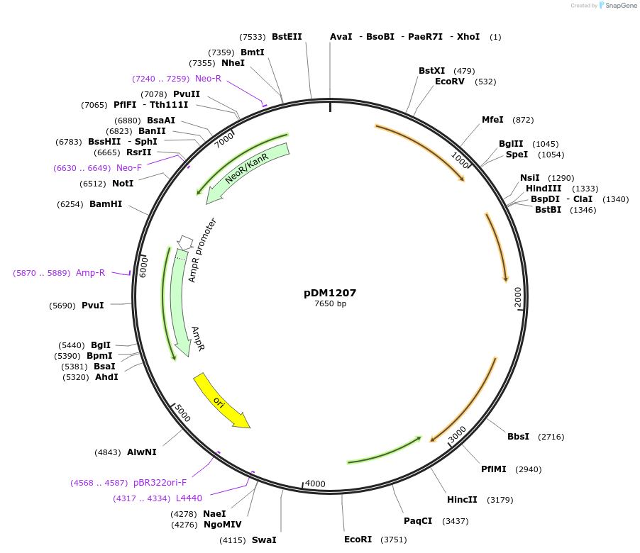 108984-plasmid-map-sequence-id-215936