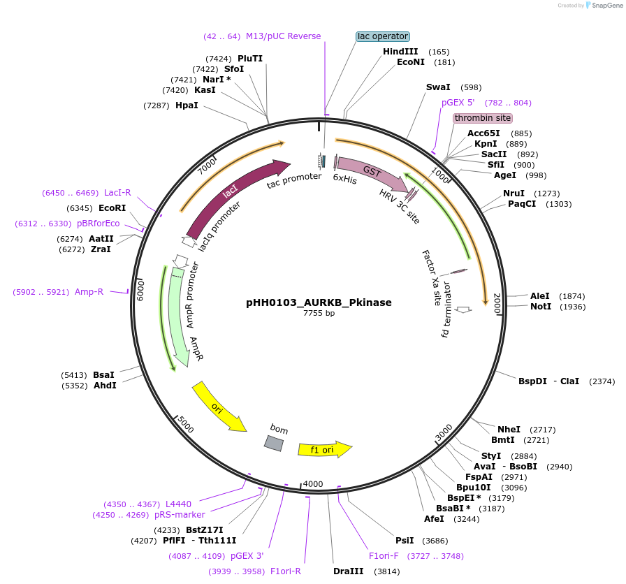 110025-plasmid-map-sequence-id-215939