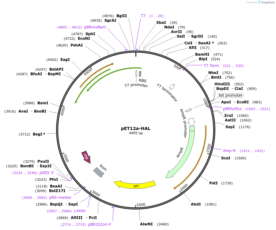 47097-plasmid-map-sequence-id-215940