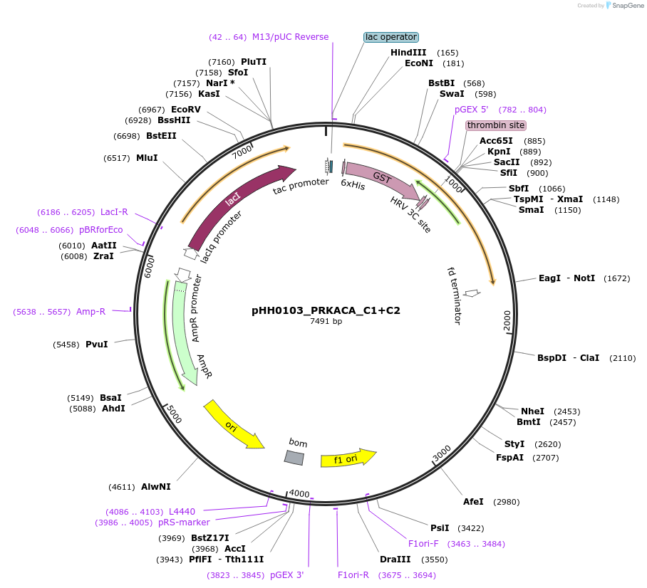 110027-plasmid-map-sequence-id-215942