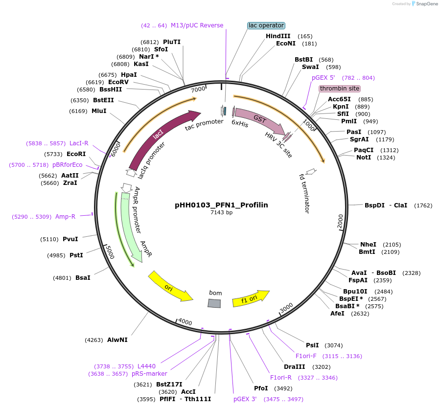 110028-plasmid-map-sequence-id-215943