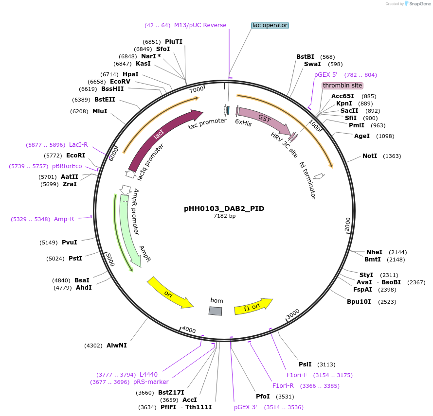 110029-plasmid-map-sequence-id-215944