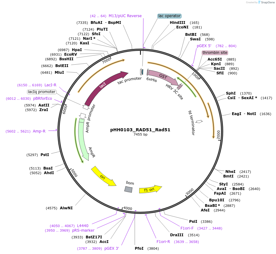 110031-plasmid-map-sequence-id-215946