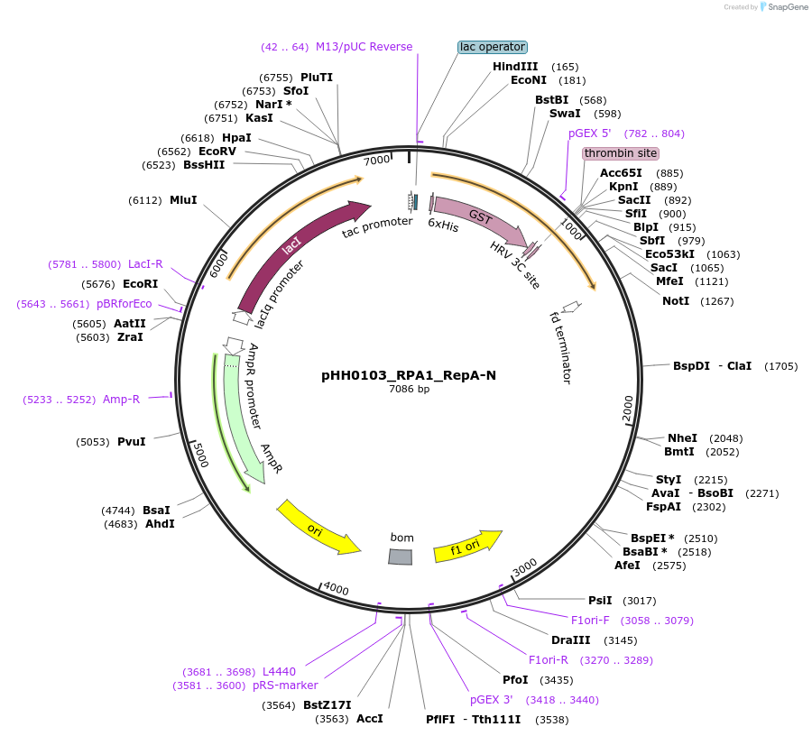 110032-plasmid-map-sequence-id-215947