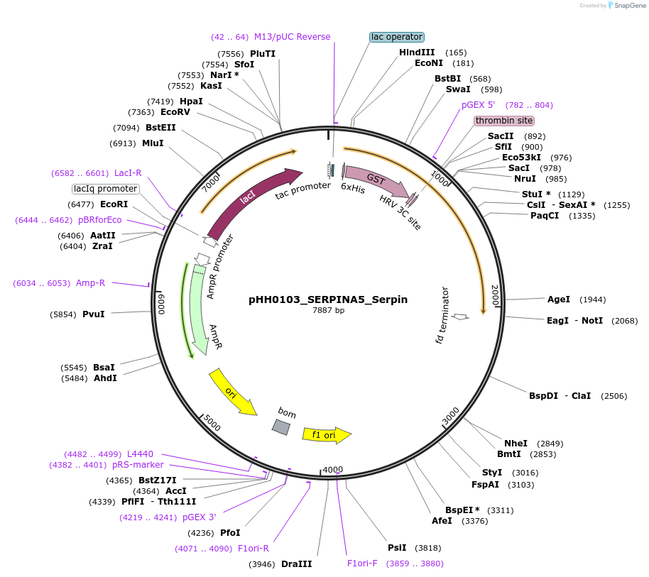 110034-plasmid-map-sequence-id-215949