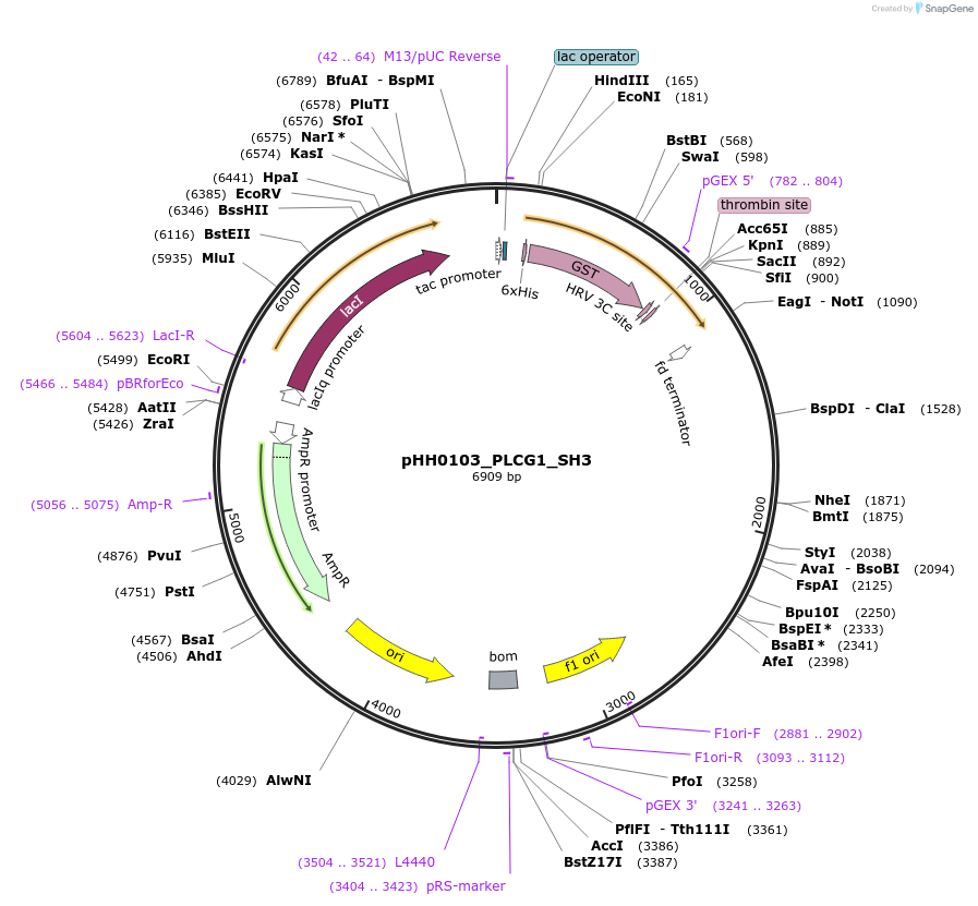 110035-plasmid-map-sequence-id-215950