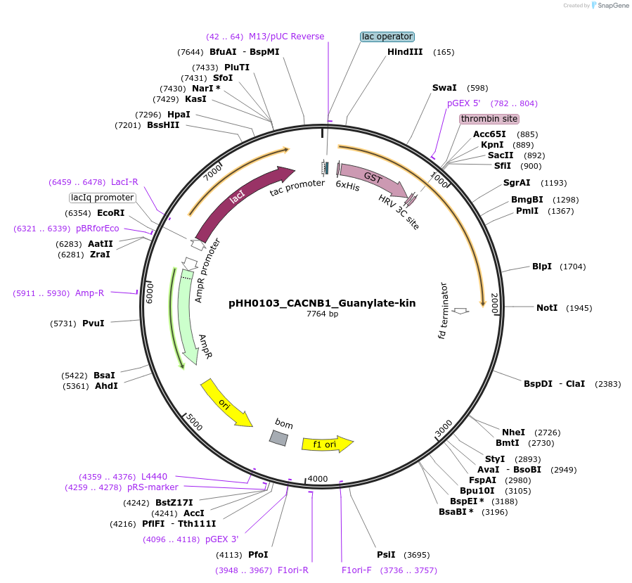 110036-plasmid-map-sequence-id-215951