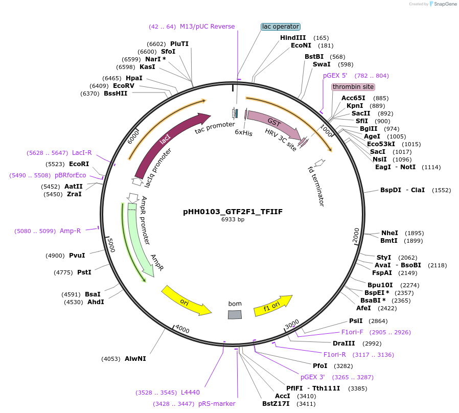 110037-plasmid-map-sequence-id-215952