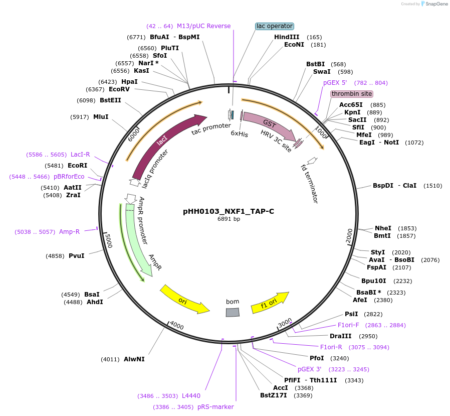 110038-plasmid-map-sequence-id-215953