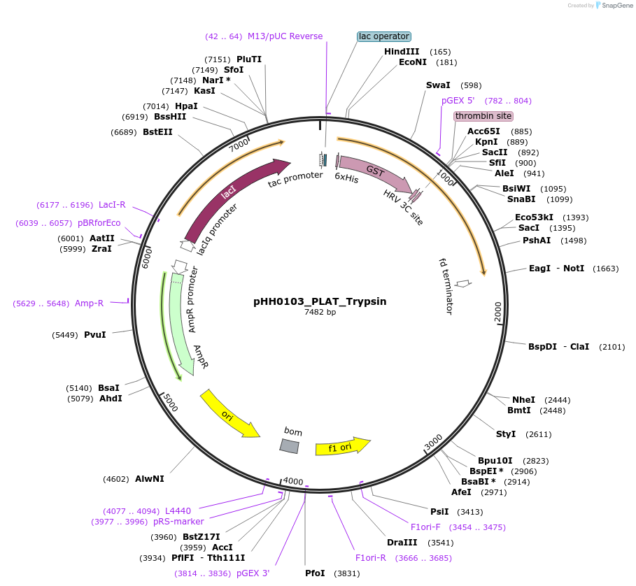 110039-plasmid-map-sequence-id-215954