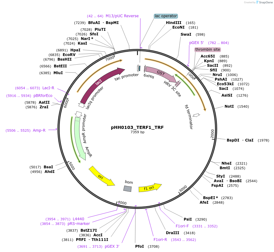 110040-plasmid-map-sequence-id-215955