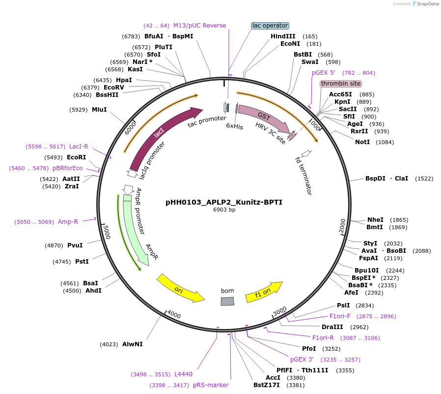 110041-plasmid-map-sequence-id-215956