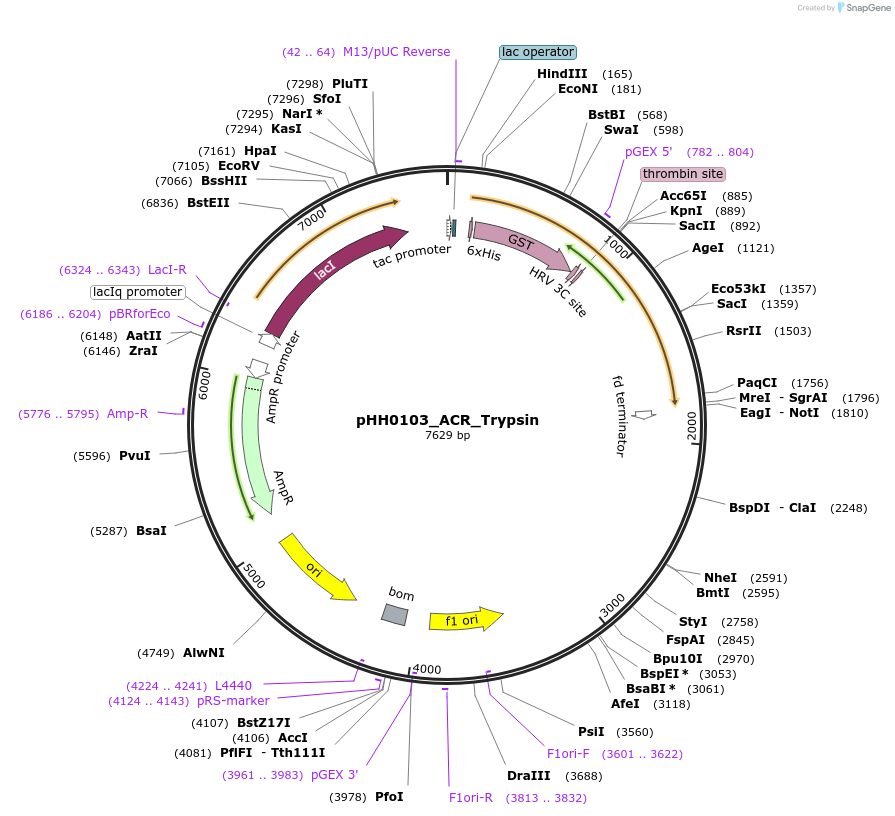110042-plasmid-map-sequence-id-215957