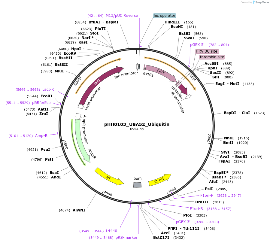 110043-plasmid-map-sequence-id-215964