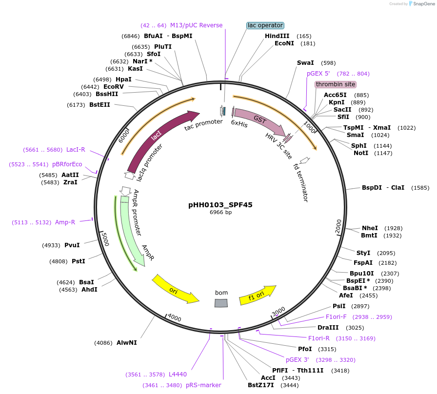 110044-plasmid-map-sequence-id-215965