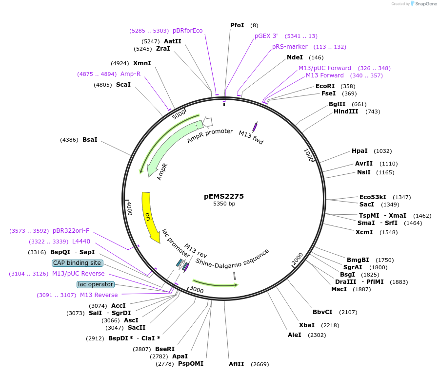 111893-plasmid-map-sequence-id-215966