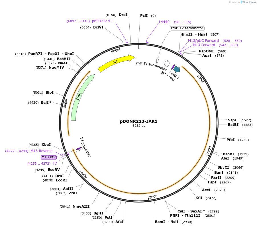 23932-plasmid-map-sequence-id-215967