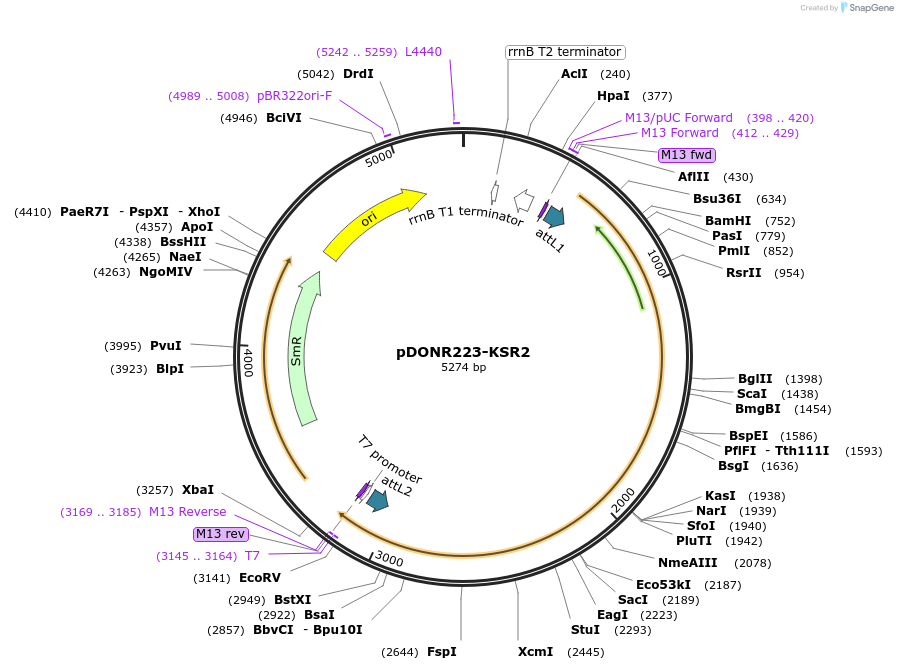 23501-plasmid-map-sequence-id-215968