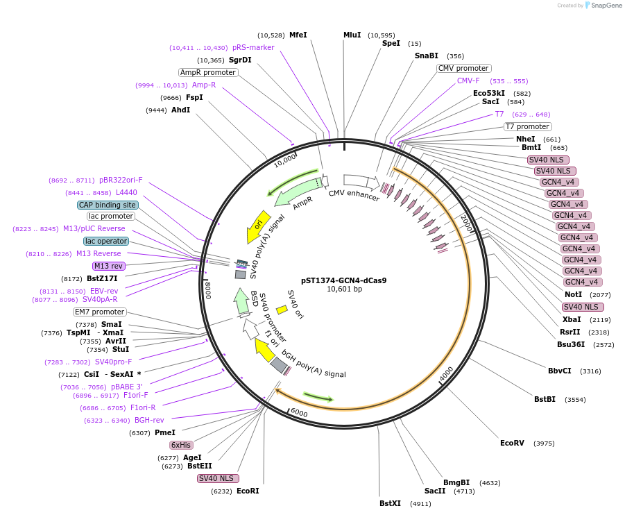 113023-plasmid-map-sequence-id-215970