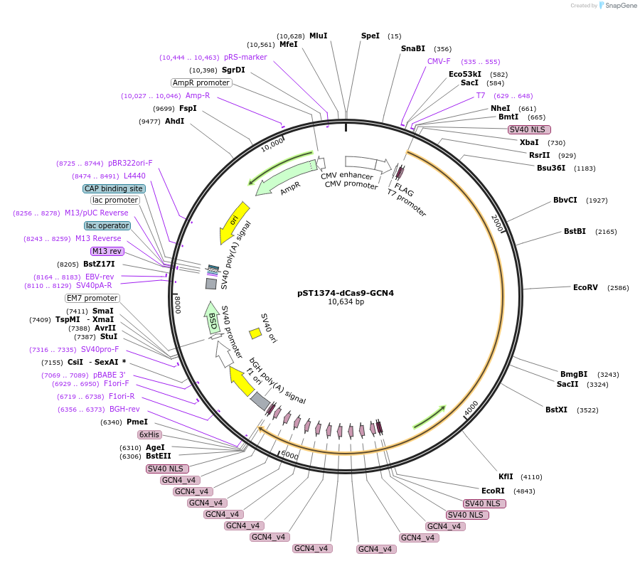 113026-plasmid-map-sequence-id-215975