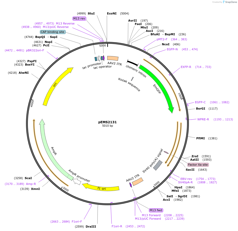 111895-plasmid-map-sequence-id-215982