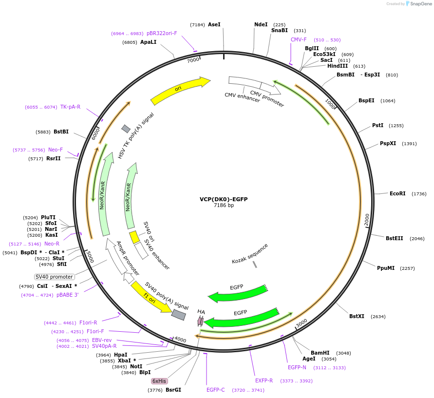 23974-plasmid-map-sequence-id-215985