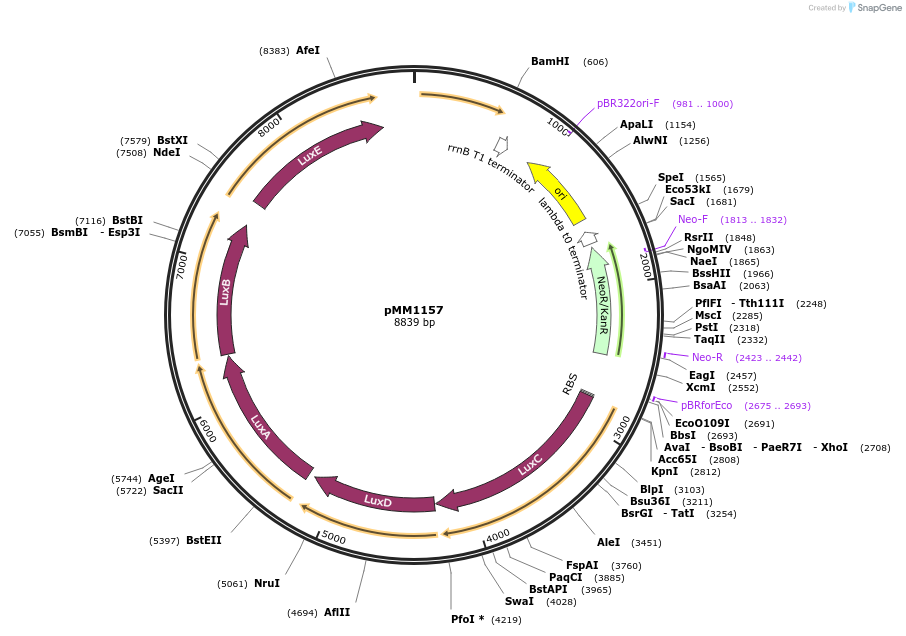 112534-plasmid-map-sequence-id-216000