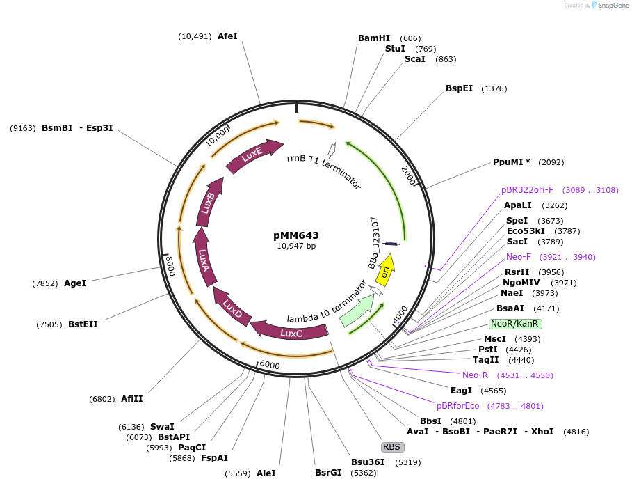112533-plasmid-map-sequence-id-216001