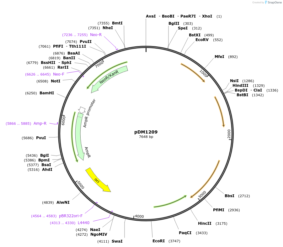 108986-plasmid-map-sequence-id-216006