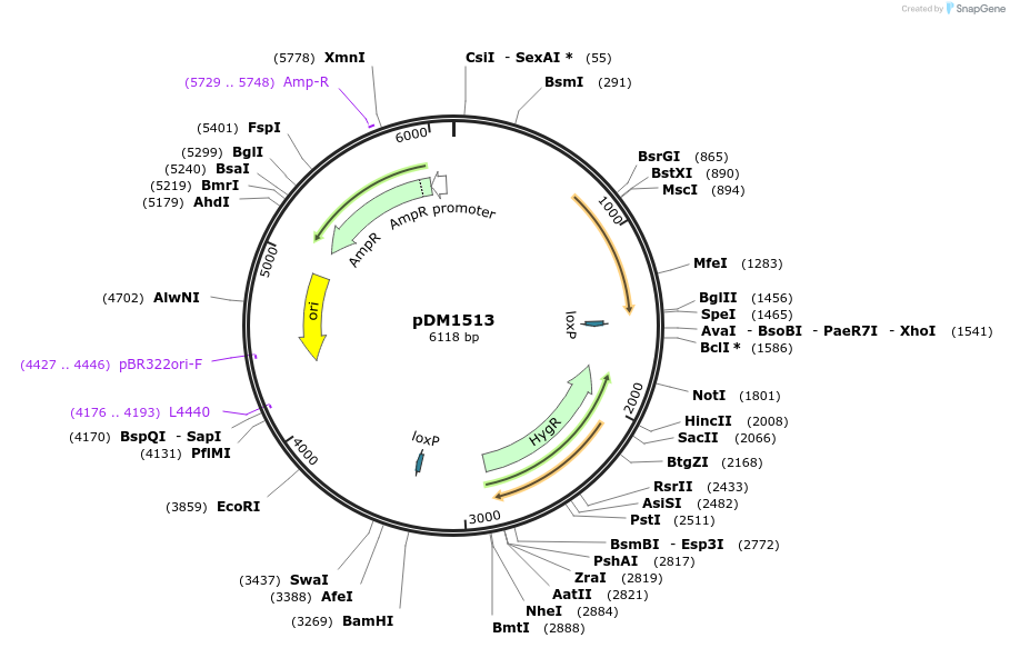 108998-plasmid-map-sequence-id-216008