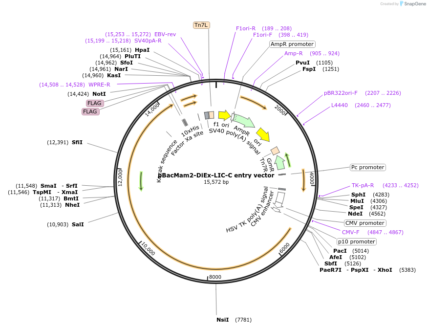 111752-plasmid-map-sequence-id-216046