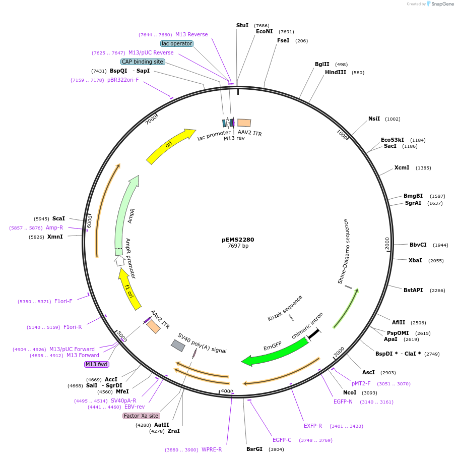 111901-plasmid-map-sequence-id-216057
