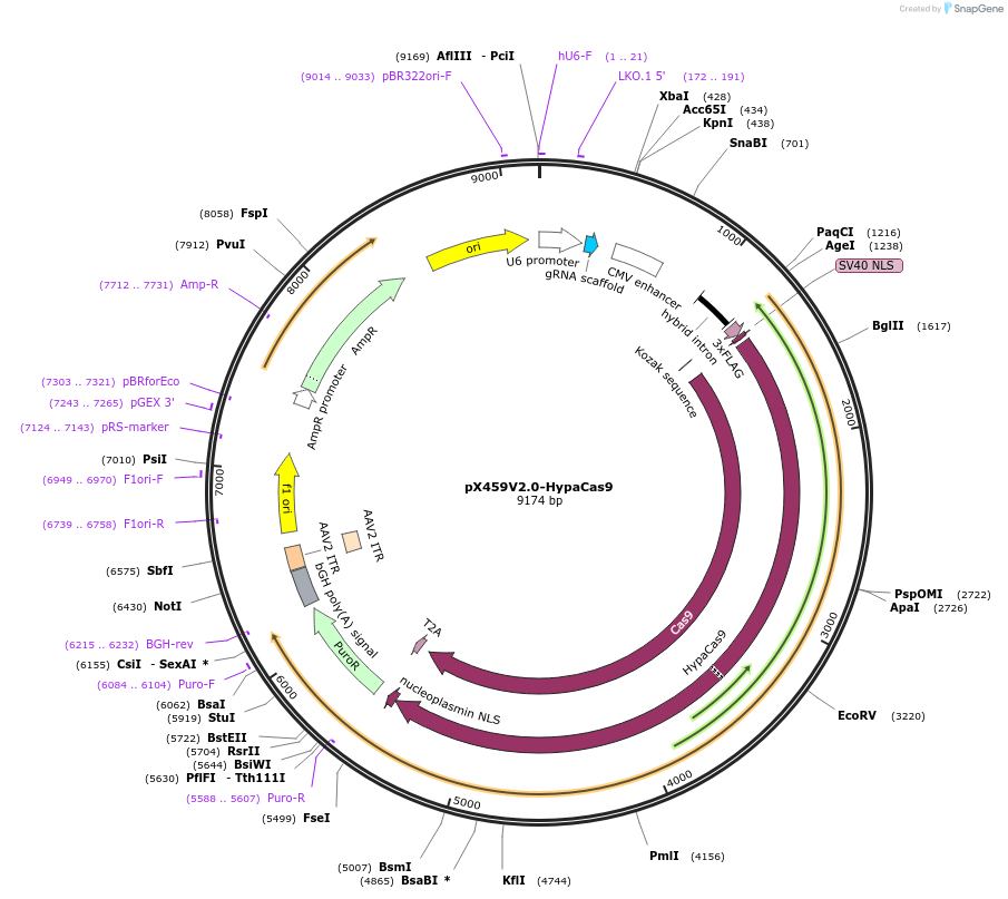108294-plasmid-map-sequence-id-216059