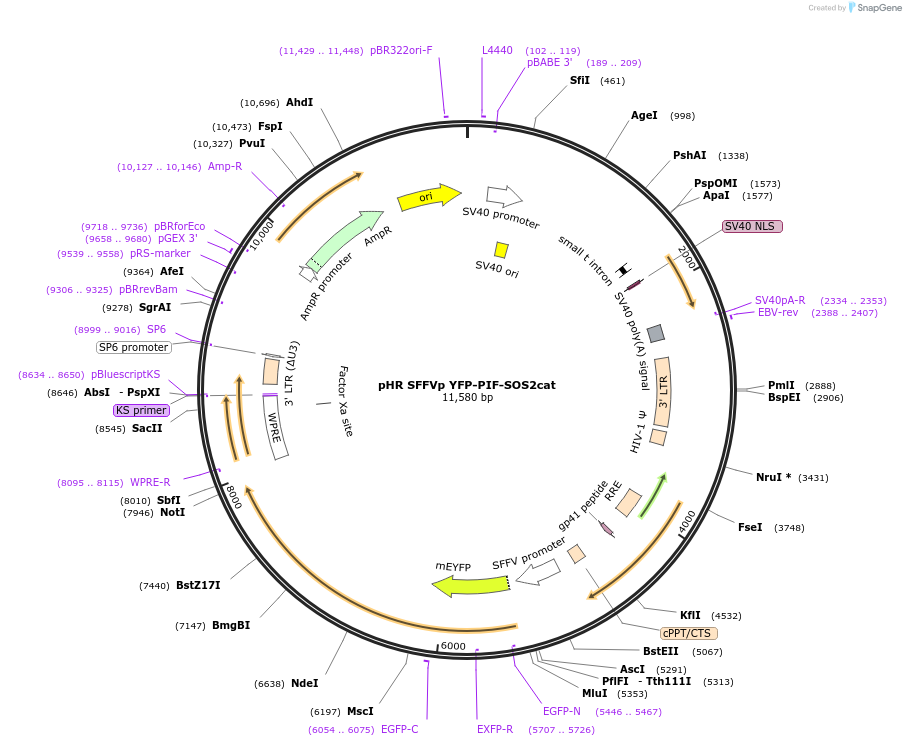 50851-plasmid-map-sequence-id-216259