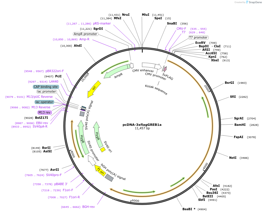 112221-plasmid-map-sequence-id-216264