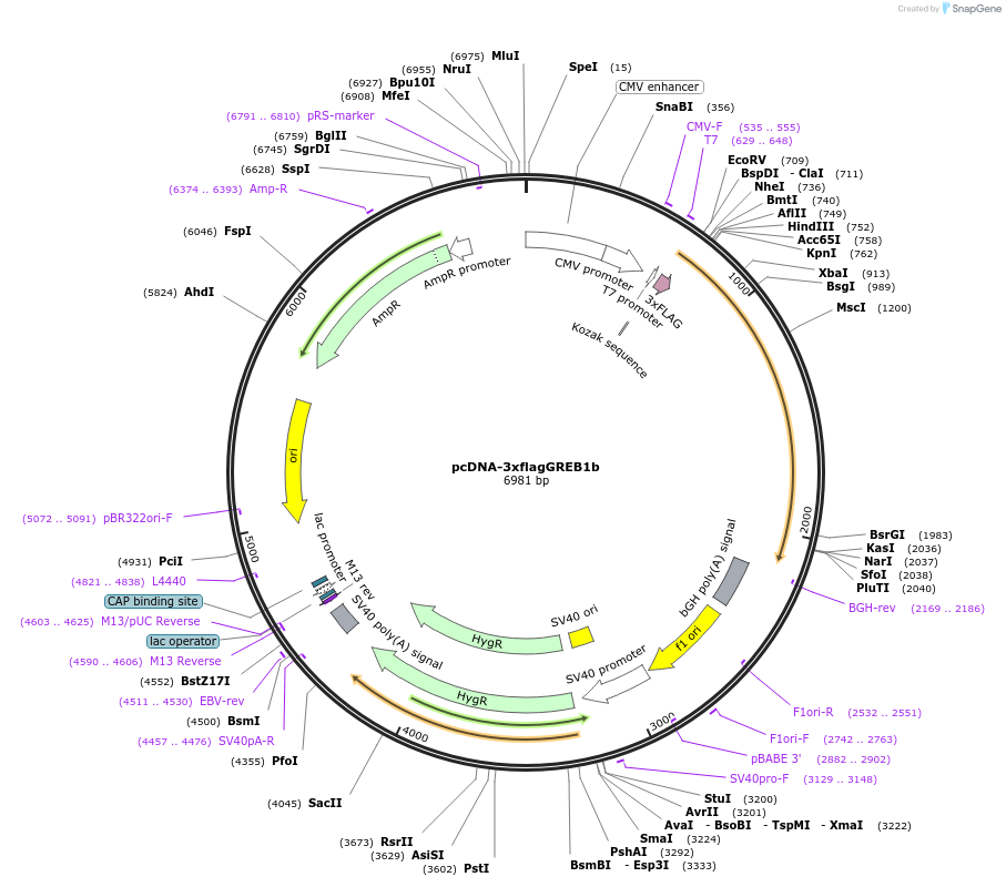 112222-plasmid-map-sequence-id-216265