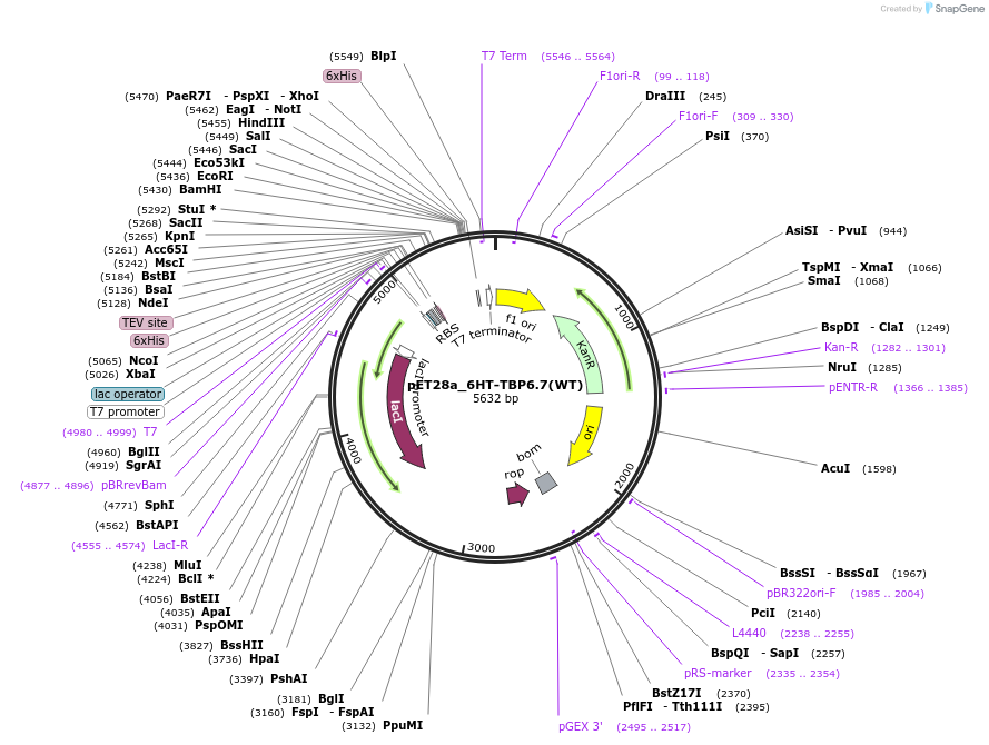 112720-plasmid-map-sequence-id-216309