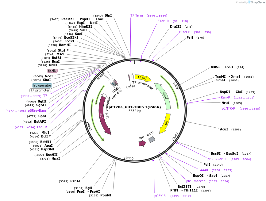 112721-plasmid-map-sequence-id-216315
