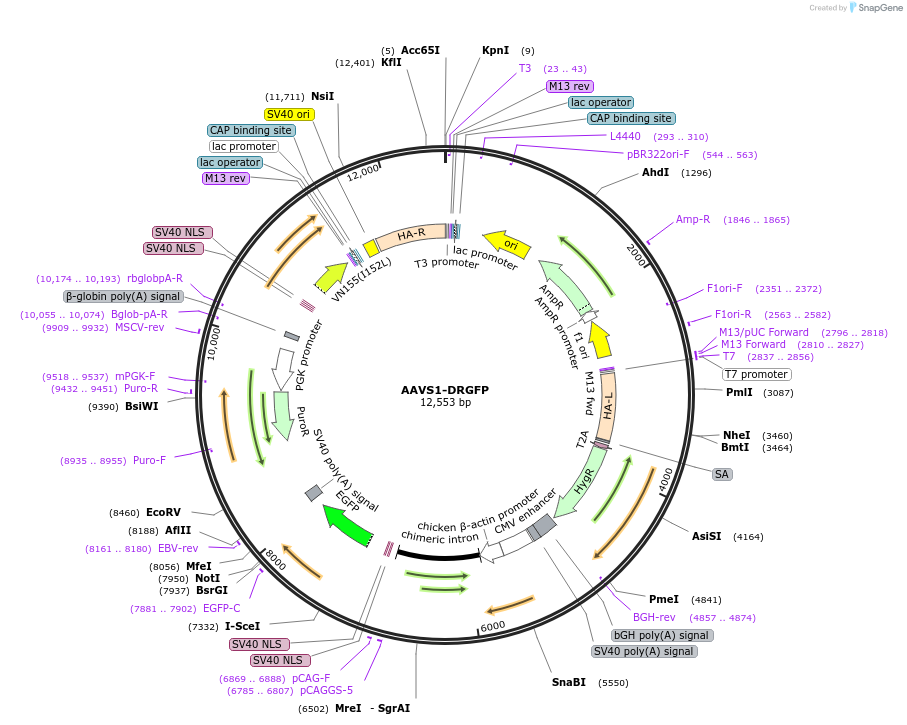 113193-plasmid-map-sequence-id-216317