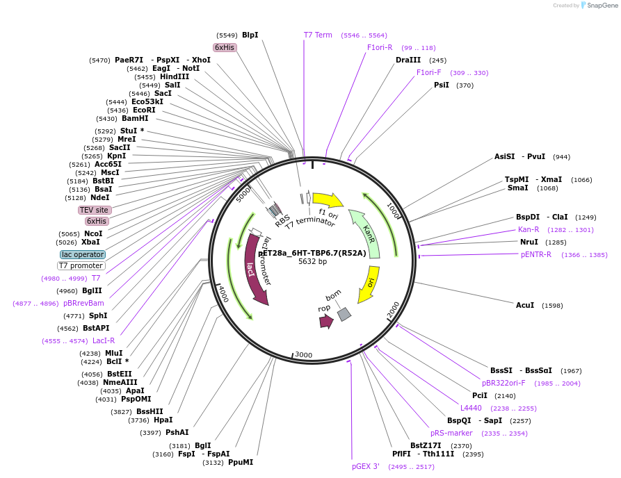112729-plasmid-map-sequence-id-216366