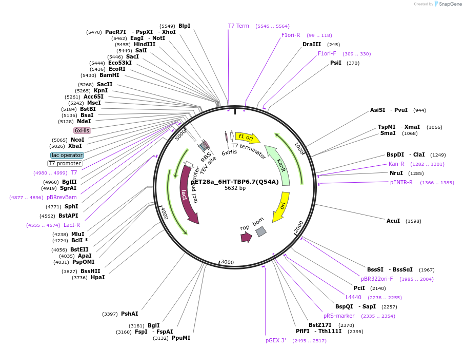 112730-plasmid-map-sequence-id-216367