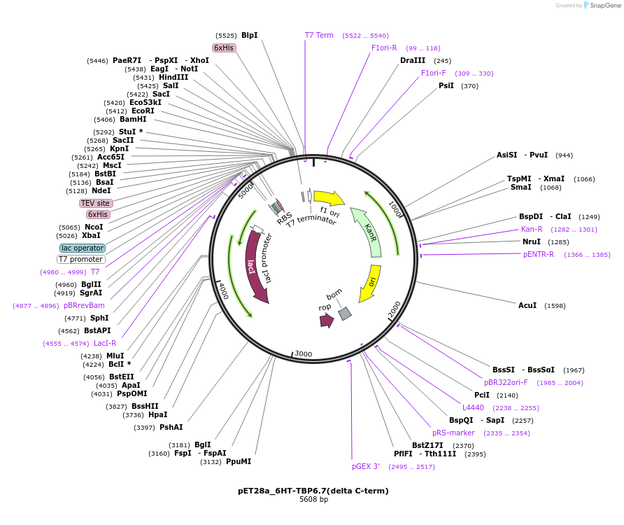 112731-plasmid-map-sequence-id-216368
